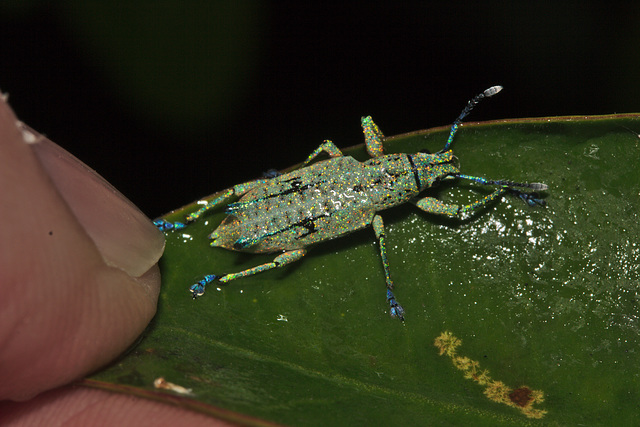 Weevil IMG_6649