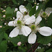 Blackberry flowers