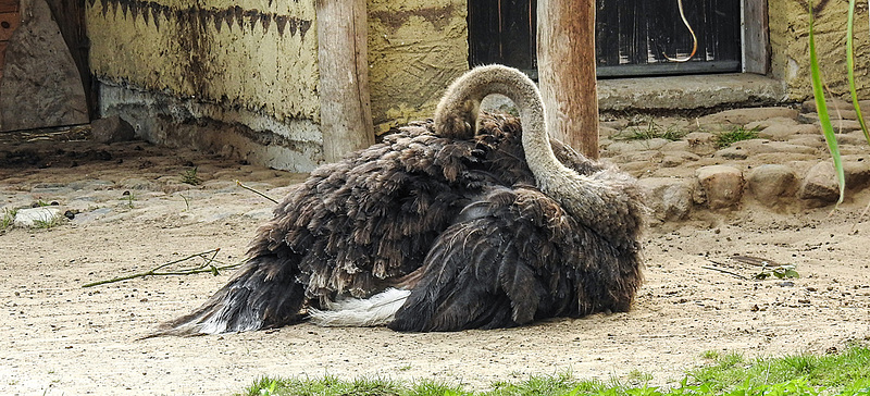 20190901 5673CPw [D~VR] Strauß, Vogelpark Marlow