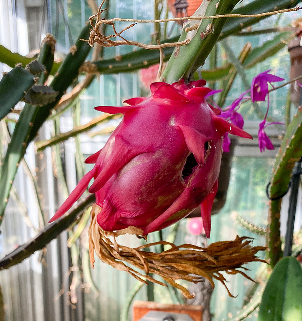 Frucht (Dragon Fruit, Pitaya) von Hylocerus spec. (ws. H. undatus)