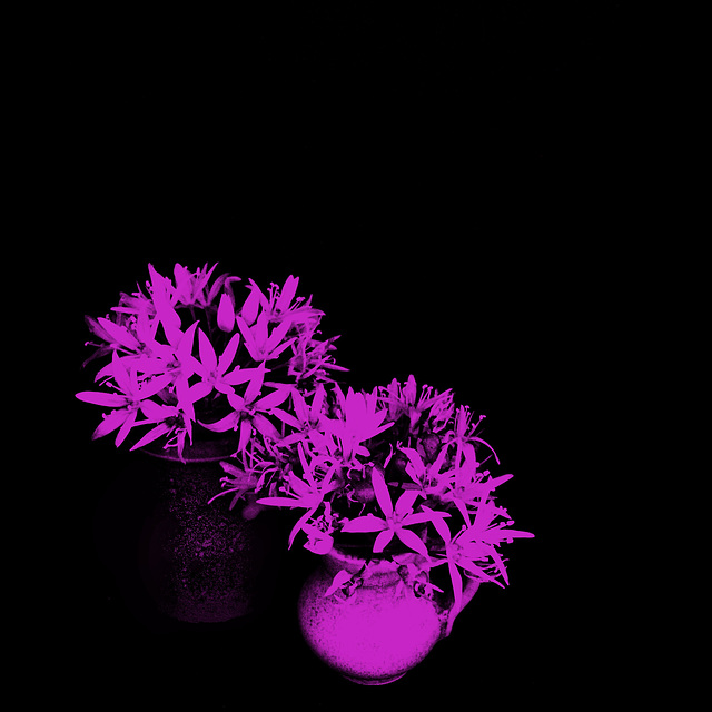 wild pink garlic