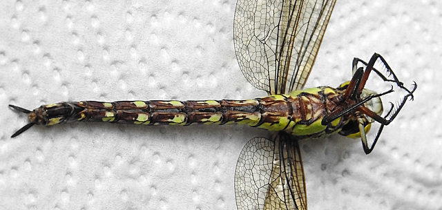 20220815 1593CPw [D~LIP] Blaugrüne Mosaikjungfer (Aeshna cyanea) [w], Bad Salzuflen