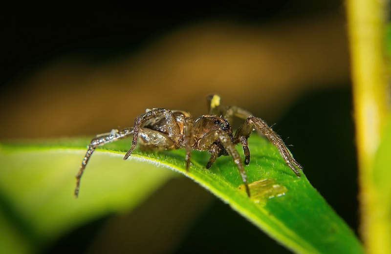 Ich glaube,diese Spinne hat sich gerade mal gehäutet,als ich sie auf einen Blatt entdeckte :))  I think this spider was just shedding its skin when I spotted it on a leaf :))  Je pense que cette araignée était en train de perdre sa peau quand je l