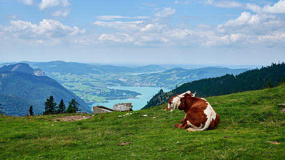 View from the Schafberg