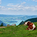 View from the Schafberg