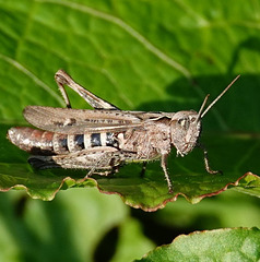 Grashüpfer
