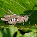 Grashüpfer