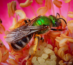 Charles Coderre - Agapostemon