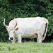 Chillingham Wild Cattle