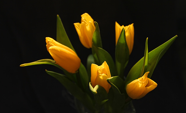 Yellow Tulips