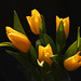 Yellow Tulips