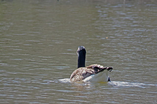 Canada Goose