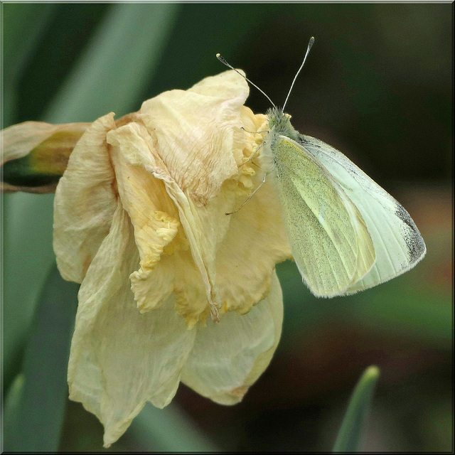 Mz Cabbage White . . .