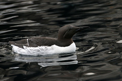 Common Murre (Explored)