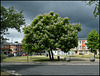 Manzil Way bean tree