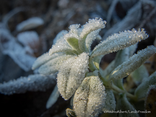 Frozen morning in Schaffhausen