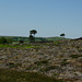 Middle Moor - burnt heather