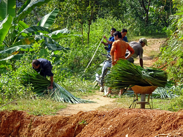 Harvest Trachycarpus leafs,Vietnam