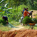 Harvest Trachycarpus leafs,Vietnam