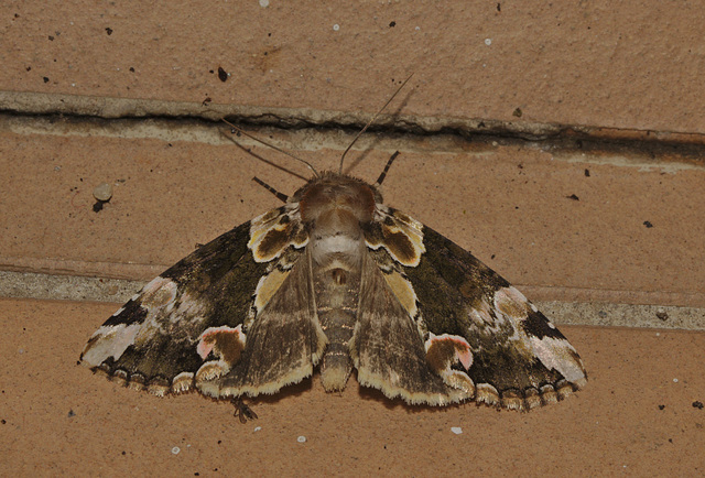 IMG_6613 Moth