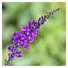 Purple Toadflax