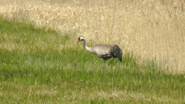 20190408 4579CPw [D~HVL] Kranich (Grus grus), Gülpersee Südufer, Rhinow