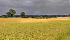 Wheat crop under dark clouds