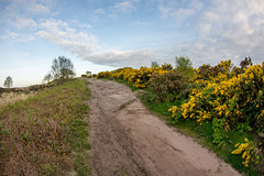 Thurstaston Common3