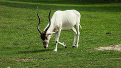 20190901 5674CPw [D~VR] Mendesantilope, Vogelpark Marlow