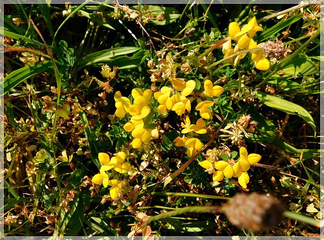 A la plage : Lotus corniculatus L ou Lotier corniculé ?