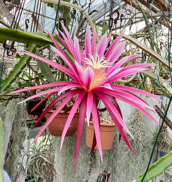 Blüte von Hylocereus-Hybride 'Connie Mayer'