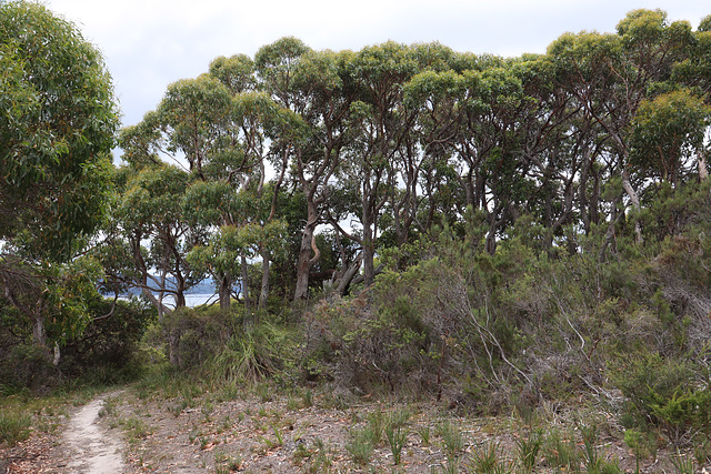 Woodland on the Labillardiere Peninsular