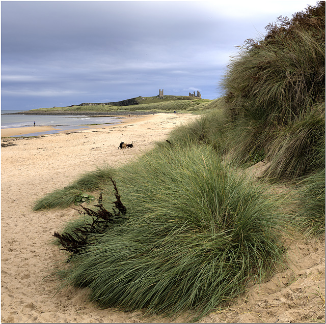 The Beach at Dunstanburgh
