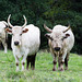 Chillingham Wild Cattle