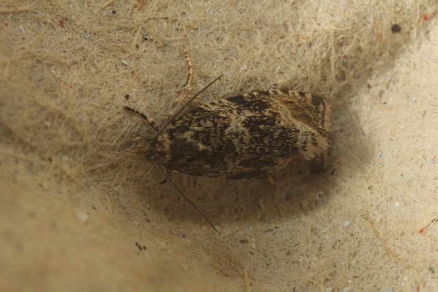 2025-08-29-14.30.12 ZS retouchedMoth