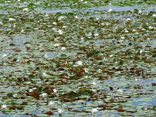 water lilies