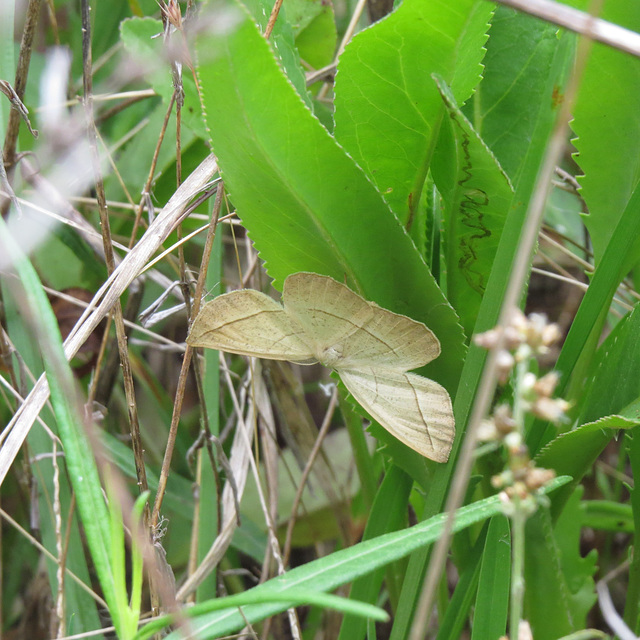 Eusarca confusaria