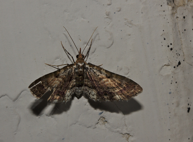 Moth IMG_6614