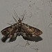 Moth IMG_6614