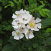 Wild rose flowers