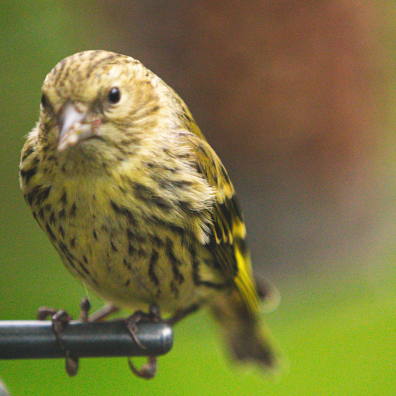 Siskin