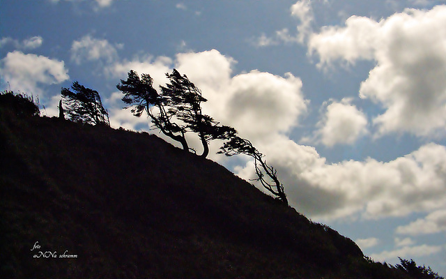 shaken by the wind