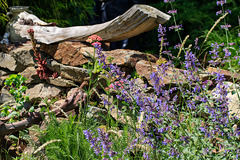 In meinem Garten - die Farben des Sommers