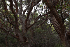 Gnarled trees on the Labillardiere Peninsular