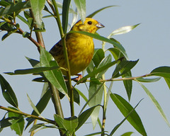 Bruant Jaune mâle