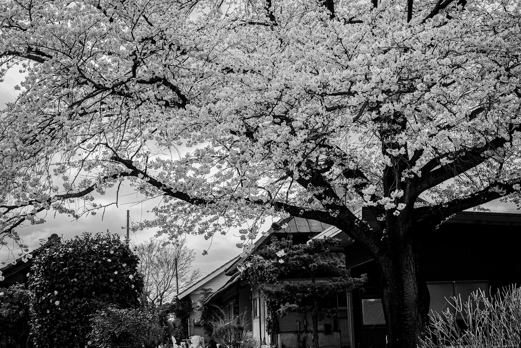 Cherry tree in the neighbor's garden