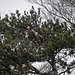 Alien creatures - Nests of processionary on the pine