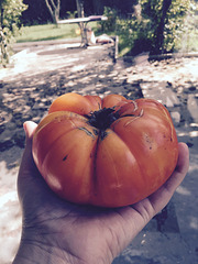 Le monde de la tomate dans une main