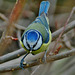 Blue Tit