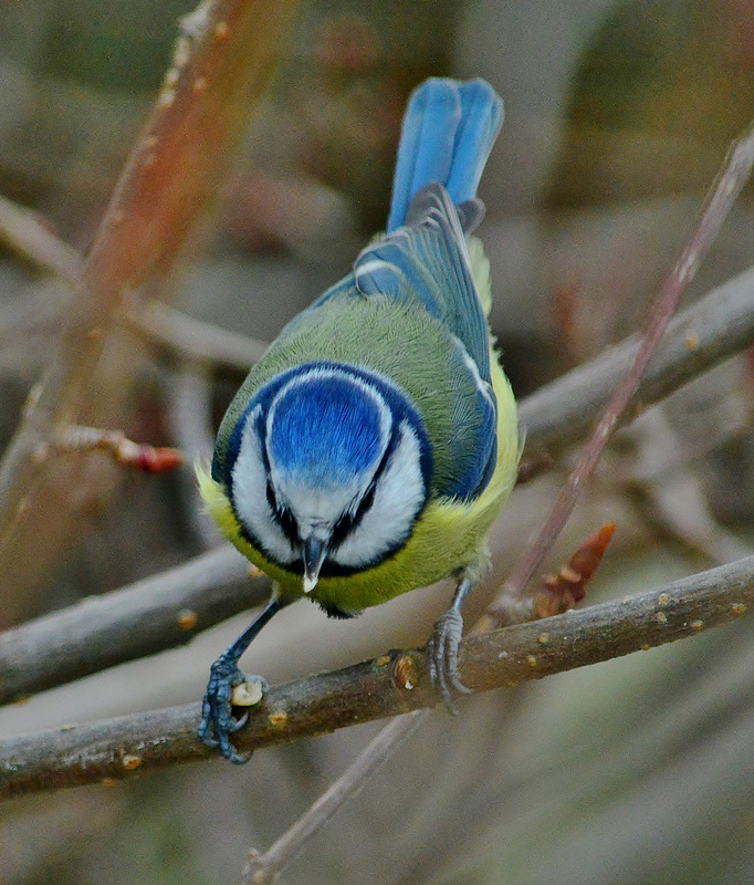 Blue Tit